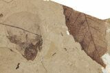 Fossil Plant (Fagus, Sassafras sp) Plate - McAbee, BC #248789-2